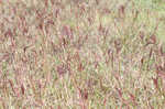 Pitted beardgrass